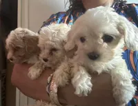 Teacup Maltipoo, a male Maltipoo for sale in Los Angeles, CA – Photo 7 of 10
