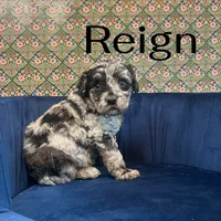 Reign, a male Poodle - Miniature  for sale in Lake Mathews, CA – Photo 6 of 10
