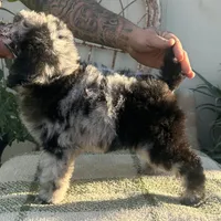 Reign, a male Poodle - Miniature  for sale in Lake Mathews, CA – Photo 2 of 10