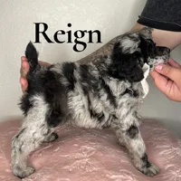 Reign, a male Poodle - Miniature  for sale in Lake Mathews, CA – Photo 7 of 10