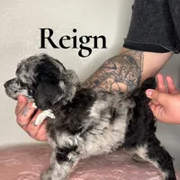 Reign, a male Poodle - Miniature  for sale in Lake Mathews, CA – Photo 4 of 10