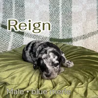 Reign, a male Poodle - Miniature  for sale in Lake Mathews, CA – Photo 8 of 10