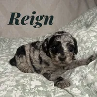 Reign, a male Poodle - Miniature  for sale in Lake Mathews, CA – Photo 9 of 10