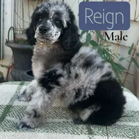 Reign, a male Poodle - Miniature  for sale in Lake Mathews, CA – Photo 1 of 10