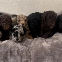 Reign, a male Poodle - Miniature  for sale in Lake Mathews, CA – Photo 10 of 10