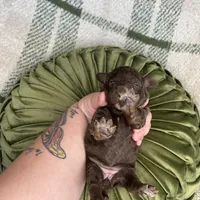 Lottie, a female Poodle - Miniature  for sale in Lake Mathews, CA – Photo 4 of 5