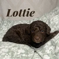 Lottie, a female Poodle - Miniature  for sale in Lake Mathews, CA – Photo 2 of 5
