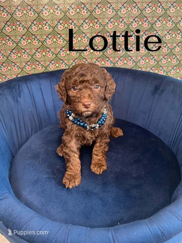 Lottie, a female Poodle - Miniature  for sale in Lake Mathews, CA – Photo 1 of 5