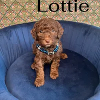 Lottie, a female Poodle - Miniature  for sale in Lake Mathews, CA – Photo 1 of 5