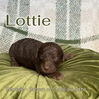 Lottie, a female Poodle - Miniature  for sale in Lake Mathews, CA – Photo 3 of 5