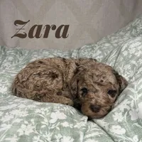 Zara, a female Poodle - Miniature  for sale in Lake Mathews, CA – Photo 7 of 9