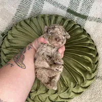 Zara, a female Poodle - Miniature  for sale in Lake Mathews, CA – Photo 8 of 9