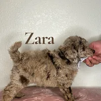 Zara, a female Poodle - Miniature  for sale in Lake Mathews, CA – Photo 3 of 9