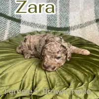 Zara, a female Poodle - Miniature  for sale in Lake Mathews, CA – Photo 9 of 9