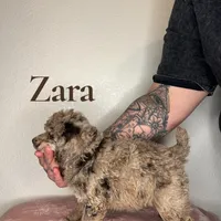 Zara, a female Poodle - Miniature  for sale in Lake Mathews, CA – Photo 4 of 9