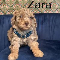 Zara, a female Poodle - Miniature  for sale in Lake Mathews, CA – Photo 5 of 9