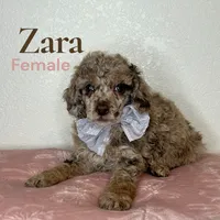 Zara, a female Poodle - Miniature  for sale in Lake Mathews, CA – Photo 2 of 9