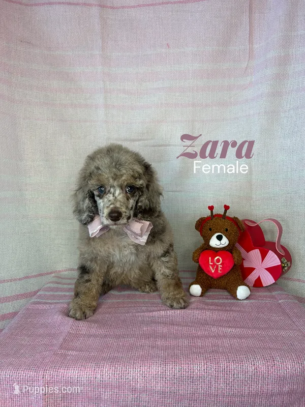 Zara, a female Poodle - Miniature  for sale in Lake Mathews, CA – Photo 1 of 9
