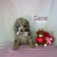 Zara, a female Poodle - Miniature  for sale in Lake Mathews, CA – Photo 1 of 9