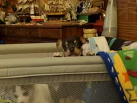 Pepper, a female Dachshund and Toy Fox Terrier for sale in Yakima, WA – 2 of 4