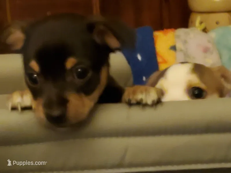 Pepper – Dachshund, Toy Fox Terrier puppy for sale in Yakima, WA