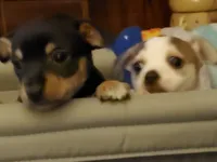 Skiddle, a female Dachshund and Toy Fox Terrier for sale in Yakima, WA – 3 of 5