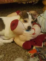 Skiddle, a female Dachshund and Toy Fox Terrier for sale in Yakima, WA – 4 of 5
