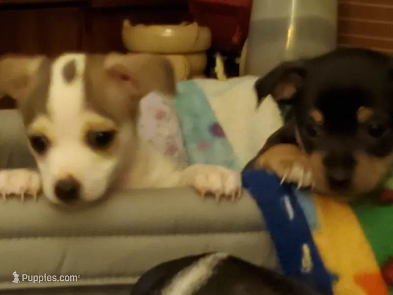 Skiddle – Dachshund, Toy Fox Terrier puppy for sale in Yakima, WA