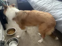 Oakley , a male Collie for sale in Mccordsville, IN – 3 of 4