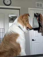 Oakley , a male Collie for sale in Mccordsville, IN – 2 of 4