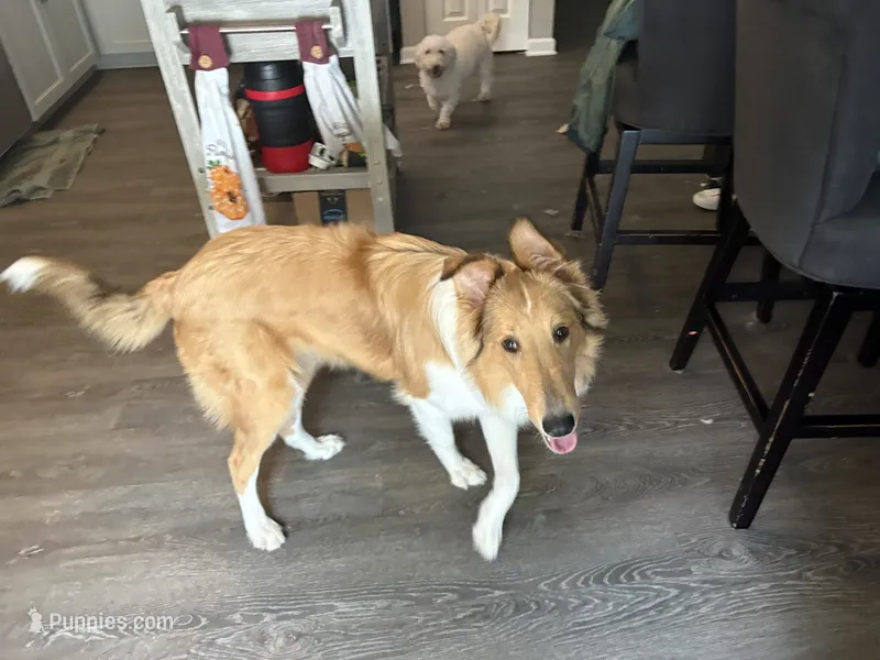 Oakley  – Collie puppy for sale in Mccordsville, IN