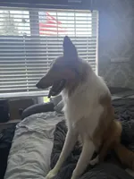 Oakley , a male Collie for sale in Mccordsville, IN – 4 of 4