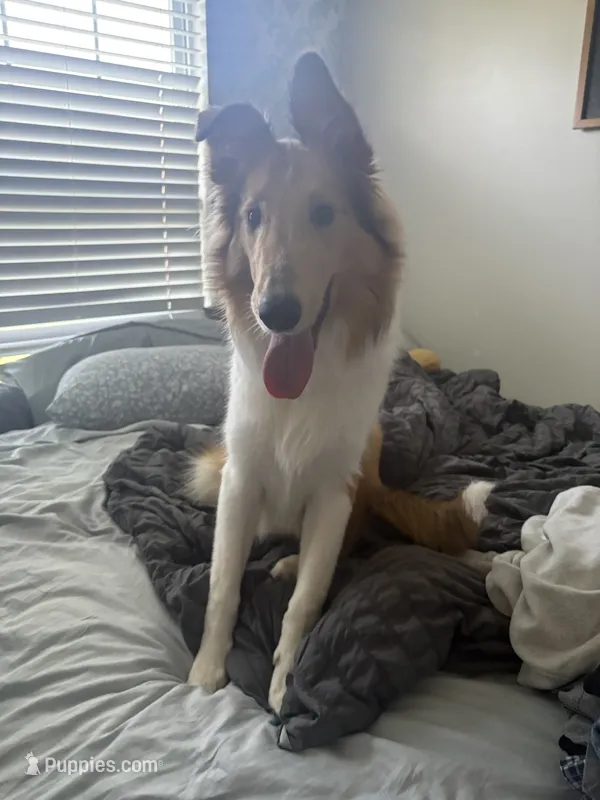 Oakley  – Collie puppy for sale in Mccordsville, IN