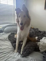 Oakley , a male Collie for sale in Mccordsville, IN – 1 of 4
