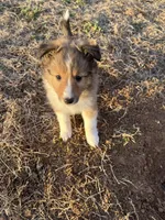 Simon, a male Shetland Sheepdog for sale in Sparta, TN – Photo 7 of 10