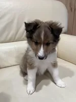 Simon, a male Shetland Sheepdog for sale in Sparta, TN – Photo 5 of 10