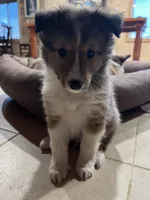 Simon, a male Shetland Sheepdog for sale in Sparta, TN – Photo 4 of 10