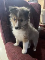 Simon, a male Shetland Sheepdog for sale in Sparta, TN – Photo 9 of 10