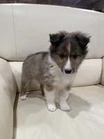 Simon, a male Shetland Sheepdog for sale in Sparta, TN – Photo 10 of 10