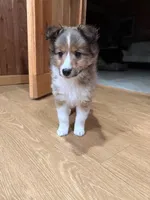 Simon, a male Shetland Sheepdog for sale in Sparta, TN – Photo 2 of 10