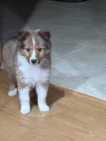 Simon, a male Shetland Sheepdog for sale in Sparta, TN – Photo 1 of 10