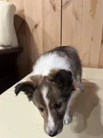 Silas, a male Shetland Sheepdog for sale in Sparta, TN – Photo 7 of 10