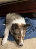 Silas, a male Shetland Sheepdog for sale in Sparta, TN – Photo 10 of 10