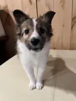 Silas, a male Shetland Sheepdog for sale in Sparta, TN – Photo 5 of 10