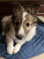 Silas, a male Shetland Sheepdog for sale in Sparta, TN – Photo 6 of 10