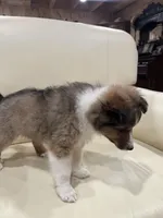 Silas, a male Shetland Sheepdog for sale in Sparta, TN – Photo 9 of 10