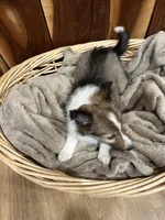 Silas, a male Shetland Sheepdog for sale in Sparta, TN – Photo 3 of 10