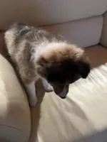 Silas, a male Shetland Sheepdog for sale in Sparta, TN – Photo 8 of 10