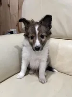 Silas, a male Shetland Sheepdog for sale in Sparta, TN – Photo 2 of 10