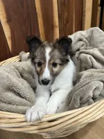 Silas, a male Shetland Sheepdog for sale in Sparta, TN – Photo 1 of 10